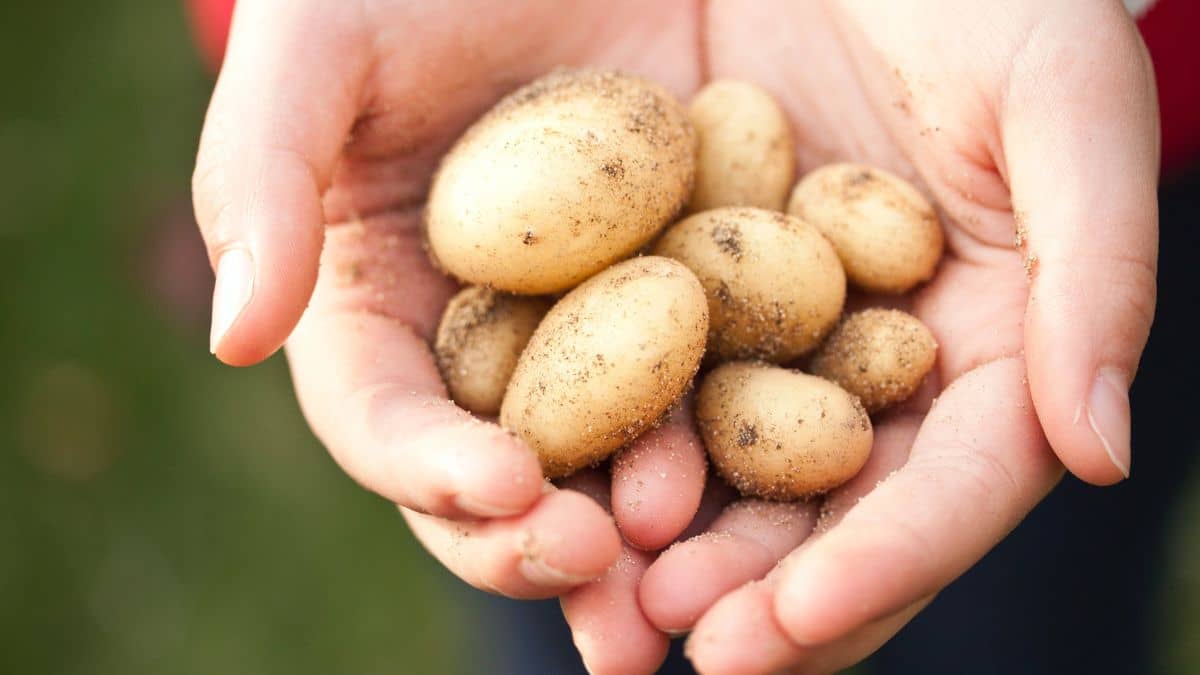 khasiat kentang